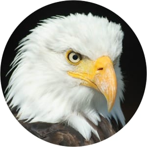 BL