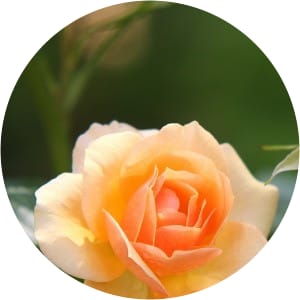 BA