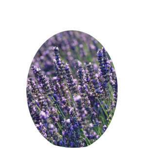 MD