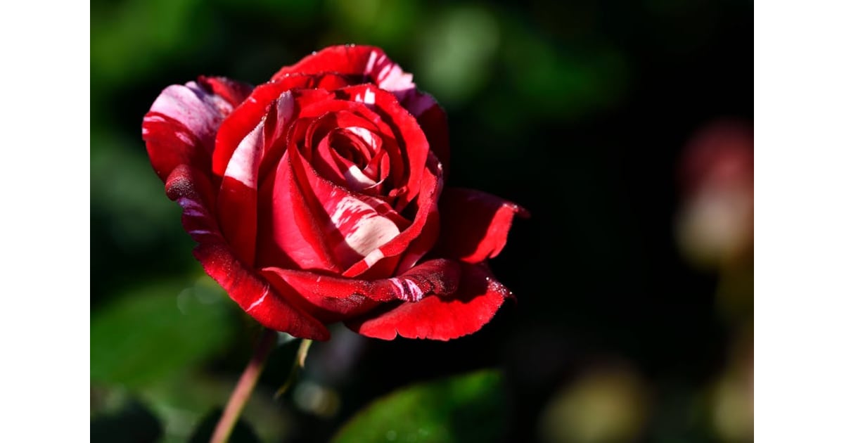 Ethel Mae "Mazie" PiperLeggett