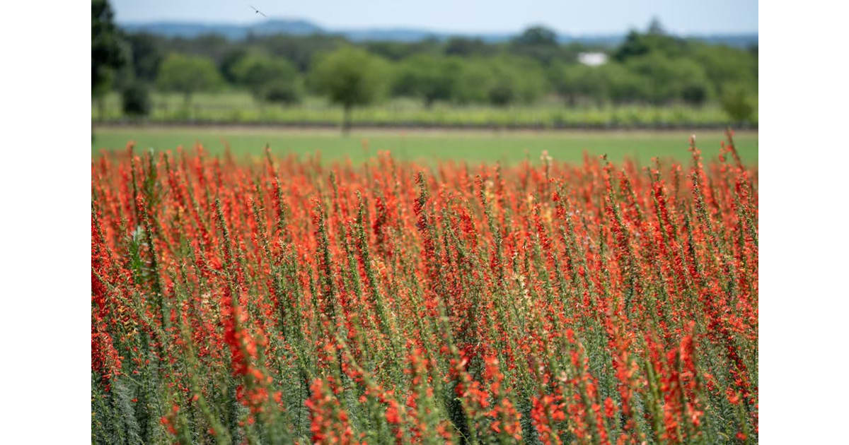 Roxanna Tillett Cluff