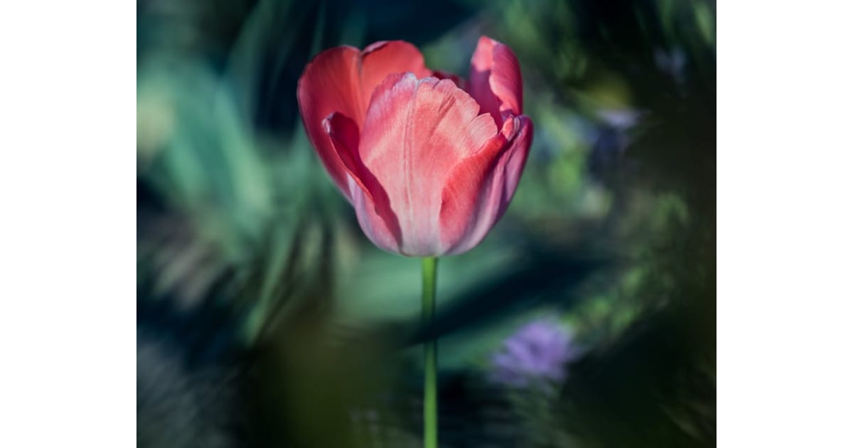 Carolyn Grace Graham