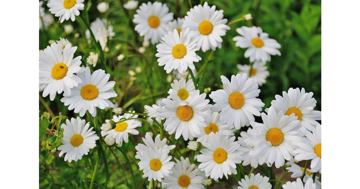 Deborah Sargent Spring Lake, NC Obituary