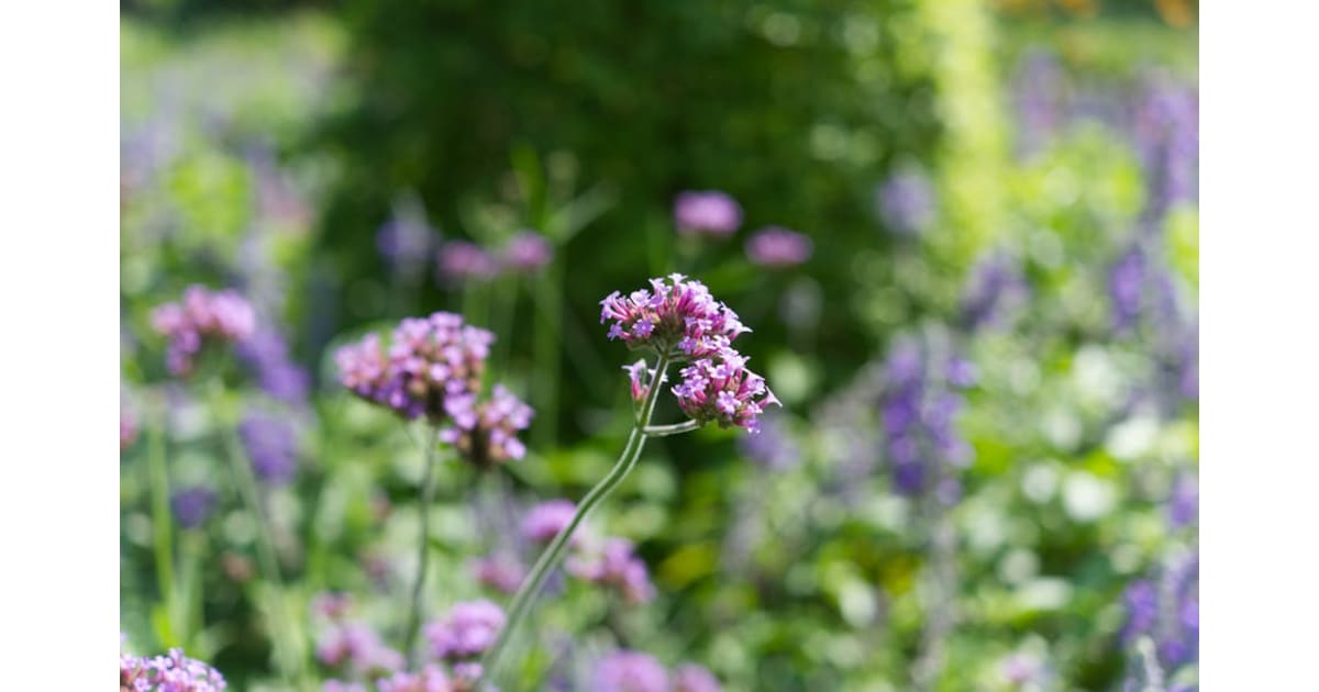 Helen "Polly" Rodgers