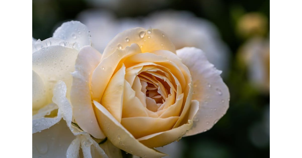 Sherretta Kay DoolinLover