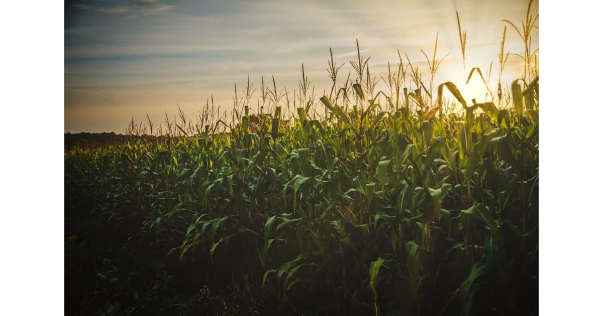 Portrait of Roland Rossignol