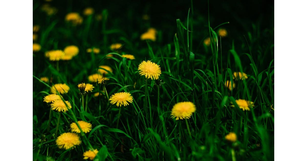 Rodney Kent Montierth