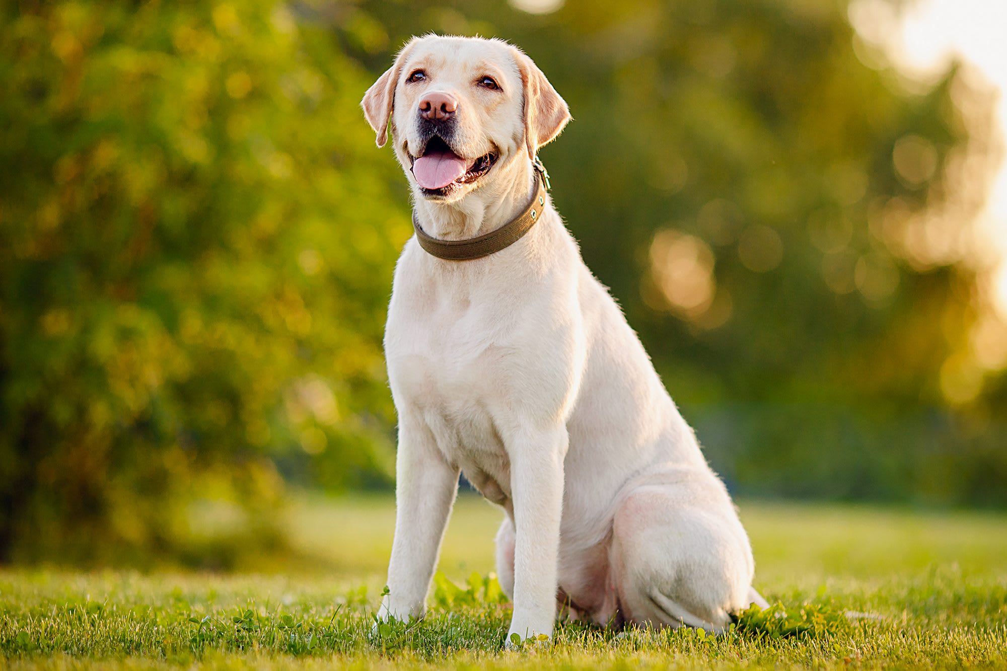 Top 10 Most Popular Pedigree Dog Breeds In The UK Gather