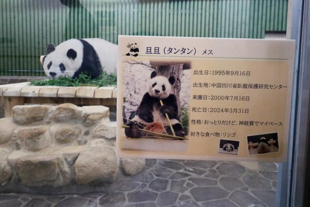 パンダのタンタン　写真の掛け時計　王子動物園 数量限定】THANKS TanTan「2025 タンタンの壁掛けカレンダー