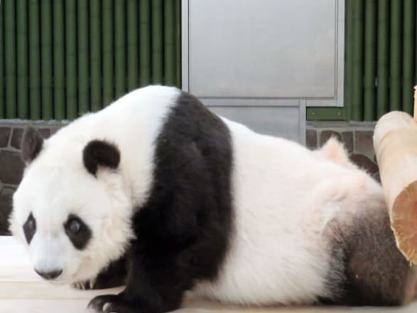 写真】動物園のパンダに寝ぐせが！ 飼育員さんの「神対応」に、ファン
