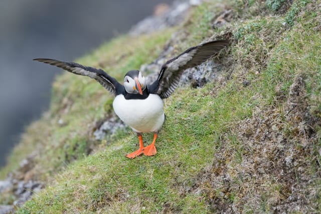 写真】まるで「ピングー」みたいな色合い…癒しの鳥・パフィンの「困り
