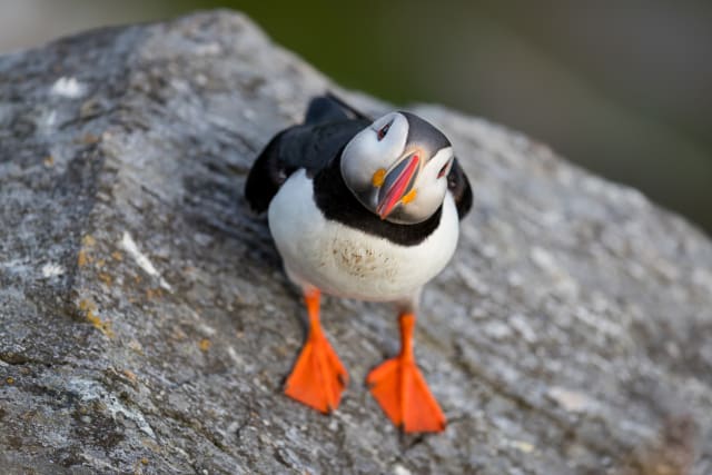 油絵　専用　お困り顔のいやし鳥パフィン 油絵 専用 お困り顔のいやし鳥パフィン 油絵 専用 お困り顔のいやし