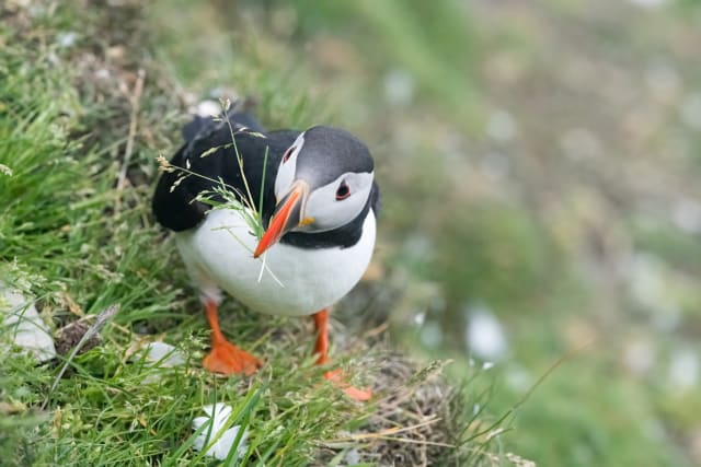 写真】まるで「ピングー」みたいな色合い…癒しの鳥・パフィンの「困り