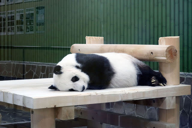 写真】動物園のパンダに寝ぐせが！ 飼育員さんの「神対応」に、ファン