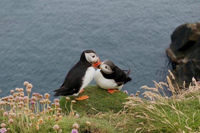 写真】まるで「ピングー」みたいな色合い…癒しの鳥・パフィンの「困り