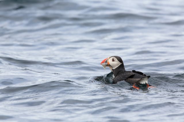 写真】まるで「ピングー」みたいな色合い…癒しの鳥・パフィンの「困り