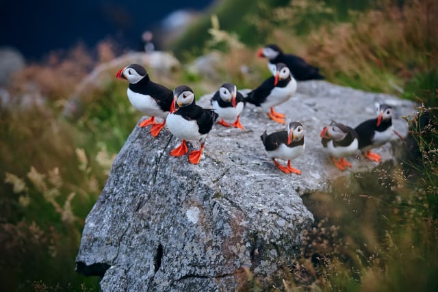 写真】まるで「ピングー」みたいな色合い…癒しの鳥・パフィンの「困り