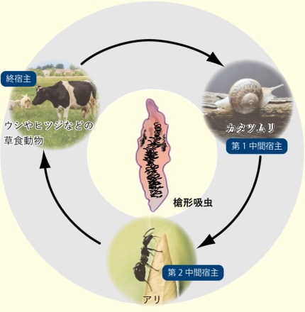 写真】寄生虫すごいぜ！ 想像を超える見事な生存・繁殖戦略（大谷 智通