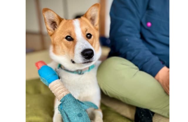 写真】牛舎の番犬とつがい数匹の子犬を育てる野良犬。牛舎の