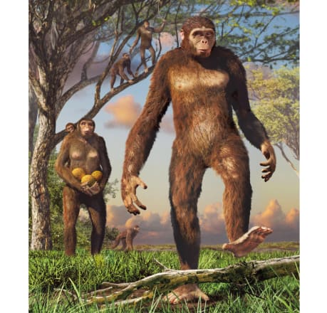 写真】超有名なアファール猿人「ルーシー」の骨には、あちこちに傷が残