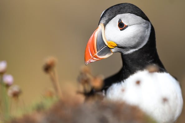 油絵　専用　お困り顔のいやし鳥パフィン 写真】まるで「ピングー」みたいな色合い…癒しの鳥・パフィンの「困り