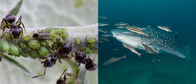 写真】寄生虫すごいぜ！ 想像を超える見事な生存・繁殖戦略（大谷 智通
