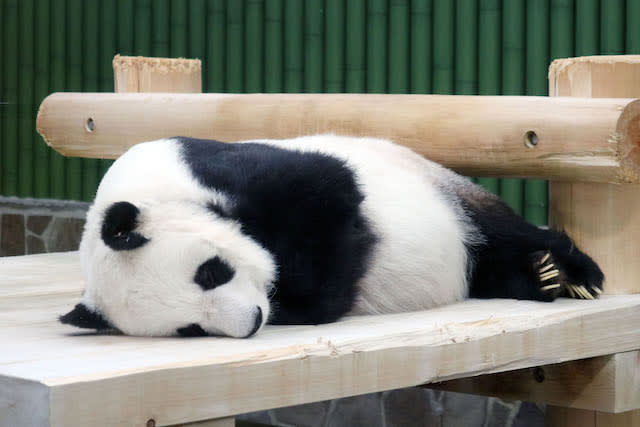 写真】動物園のパンダに寝ぐせが！ 飼育員さんの「神対応」に、ファン
