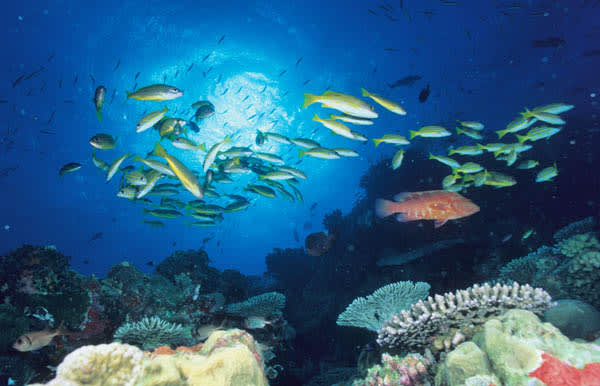 写真】サンゴ礁からの警鐘 第1回：「海の生物多様性」が危ない（山本