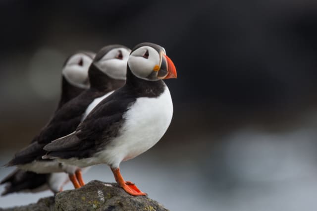 写真】まるで「ピングー」みたいな色合い…癒しの鳥・パフィンの「困り