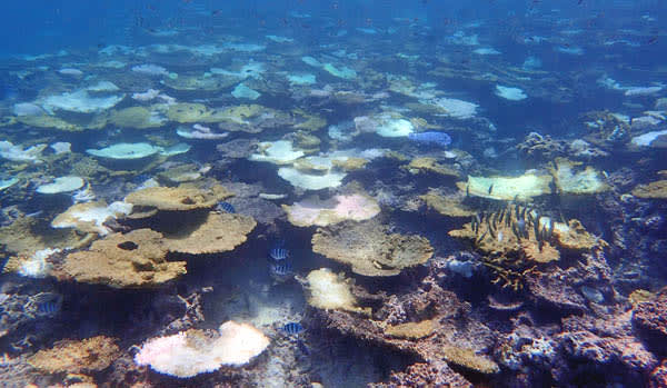 写真】サンゴ礁からの警鐘 第1回：「海の生物多様性」が危ない（山本