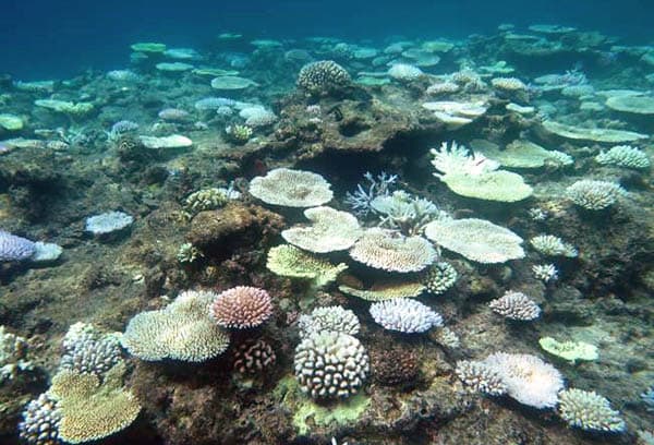 写真】サンゴ礁からの警鐘 第1回：「海の生物多様性」が危ない（山本