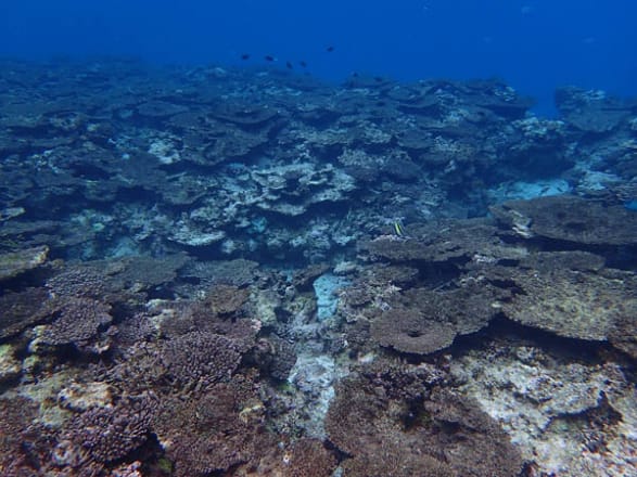 写真】サンゴ礁からの警鐘 第1回：「海の生物多様性」が危ない（山本
