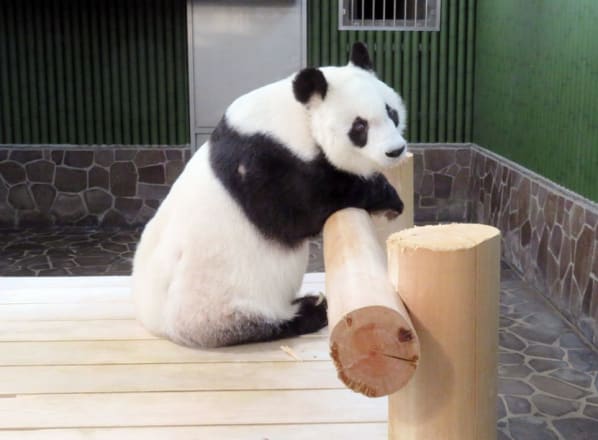 写真】「タンタンが登った！！」動物園のパンダの超貴重ショットに