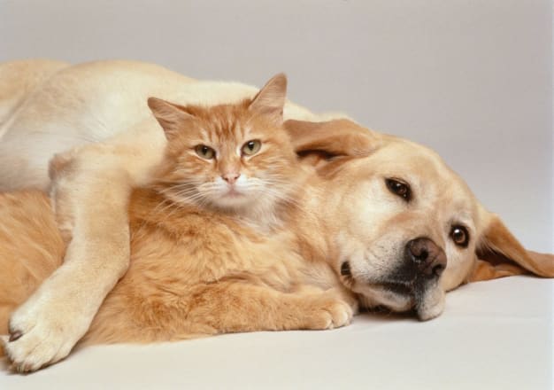 写真】犬猫440匹を放棄し、新種ウイルスを極秘研究…富山の山奥に実在