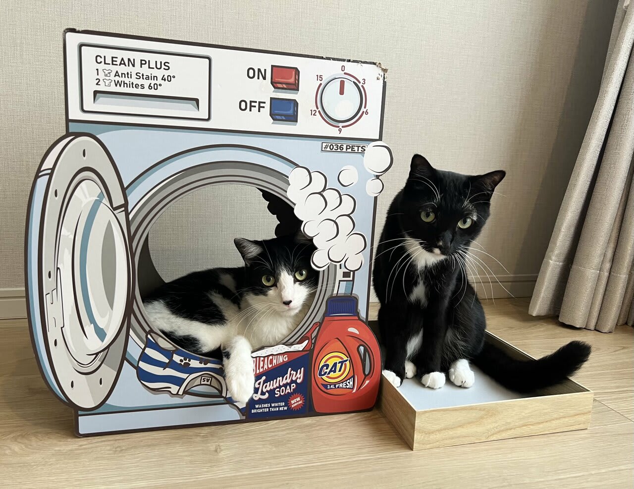 猫ファーストな「藤あや子のお宅拝見！」… ついに憧れの壁型キャット