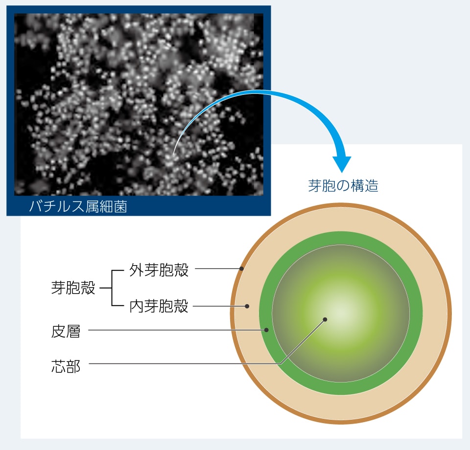 【図】バチルス属細菌がつくる芽胞の構造