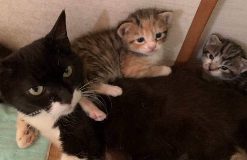 7匹産んだ保護猫に訪れた「まさかの結末」…里親希望の家から戻された