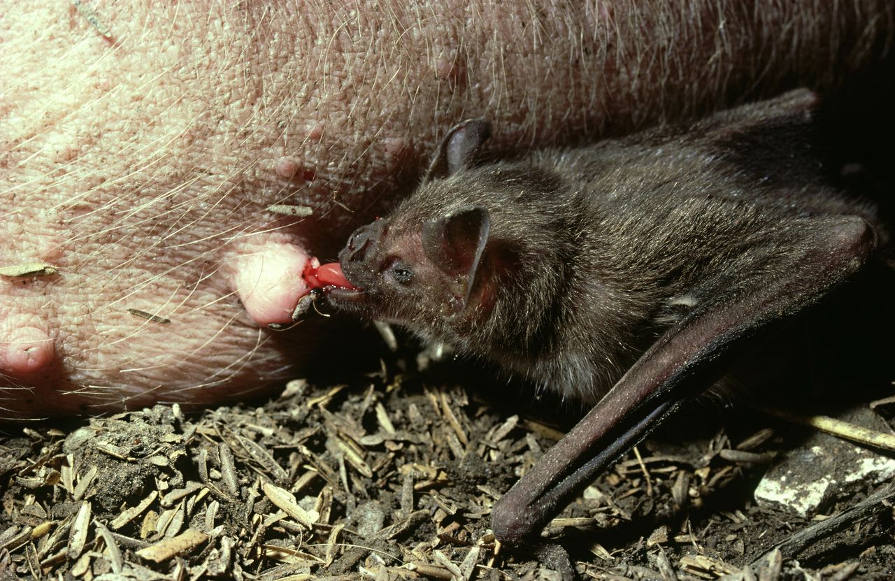 【写真】ブタの血を吸うナミチスイコウモリ