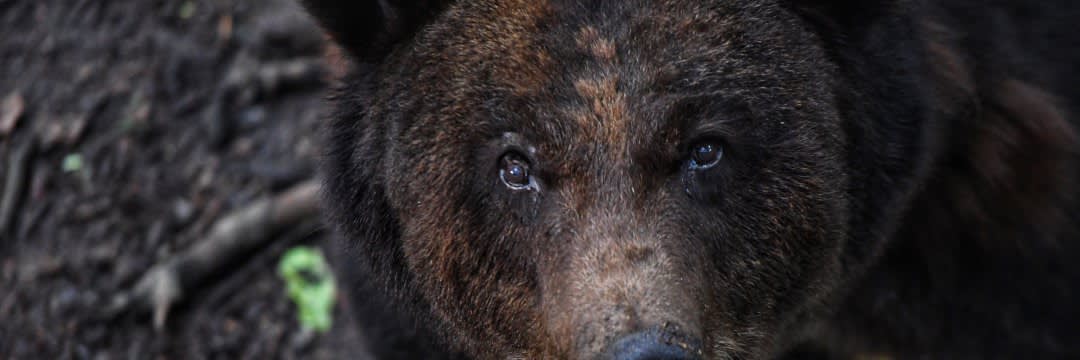 牛を襲うヒグマ」OSO18の姿を、ついにカメラに捉えた！ “痕跡を消す