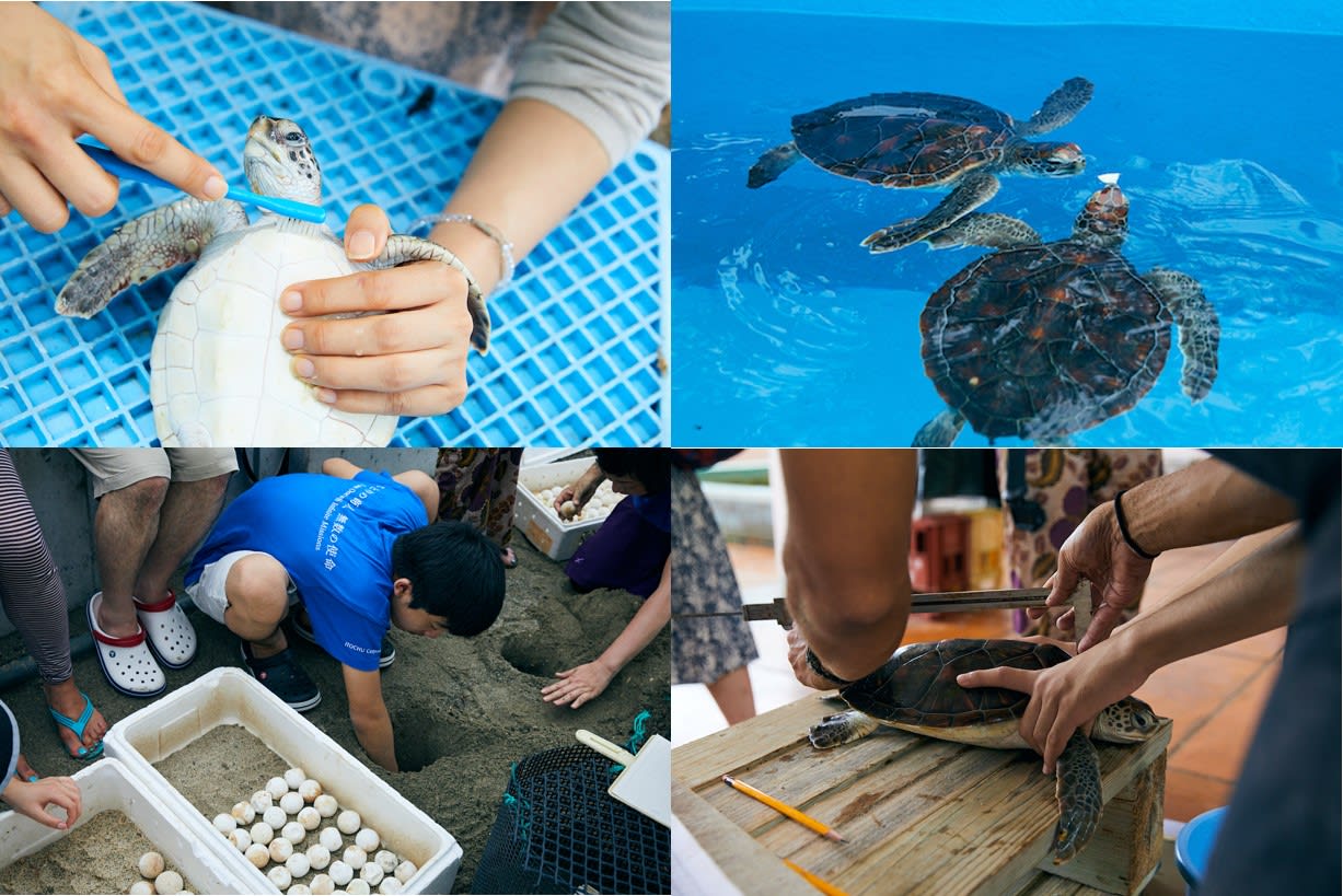 結果が出るのは30年後】小笠原諸島・父島で行うウミガメ保全活動 