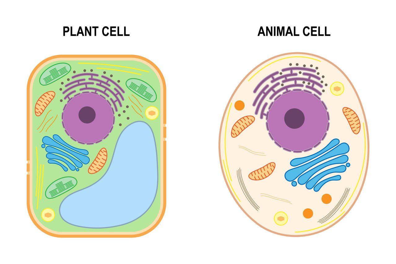 【図】植物細胞と動物細胞