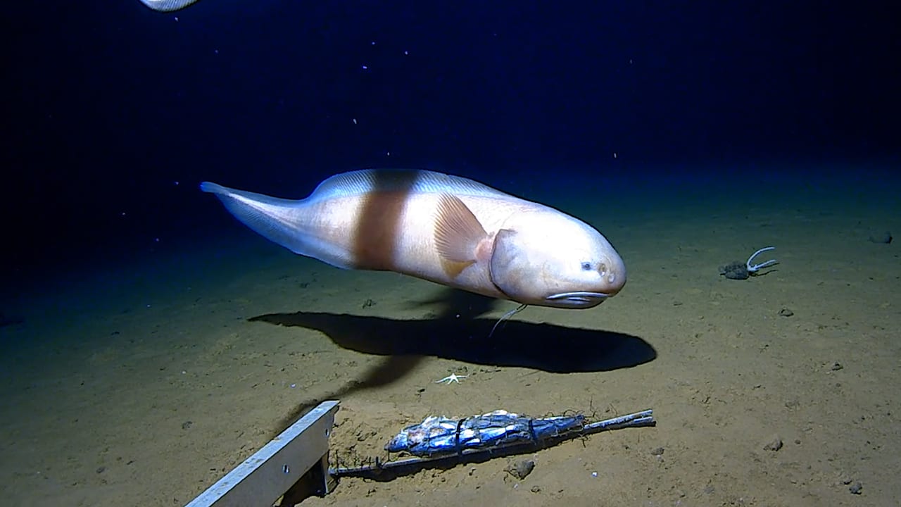 ギネス世界記録更新！】日本周辺の超深海で、世界一深い場所を泳ぐ魚を