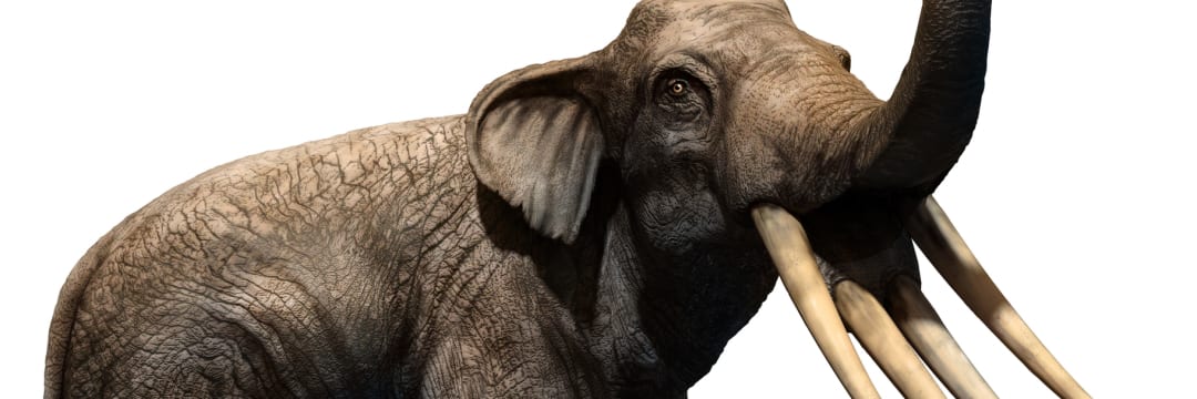 マンモス牙のアフリカ像？　仏像 ゾウの祖先「驚愕の面構え」…！なんと「牙が4本も突き出ていた」その