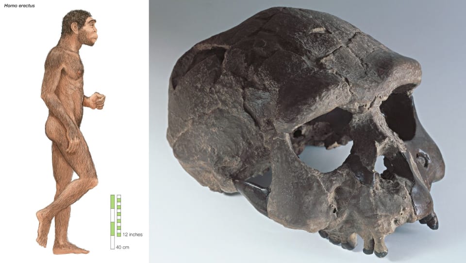 【イラスト・写真】ホモ・エレクトゥスの想像図(左　Photo By Encyclopaedia Britannica/UIG Via Getty Images)と、頭蓋骨