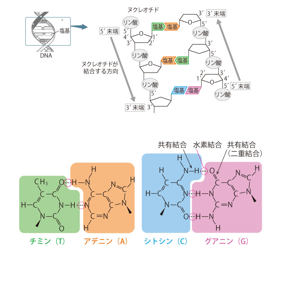 人間の遺伝情報はたったの「約32億文字」の塩基配列…「DNA」の構造を見てみたら「意外なほど単純」だった！（中井 謙太） - 4ページ目 |  ブルーバックス | 講談社