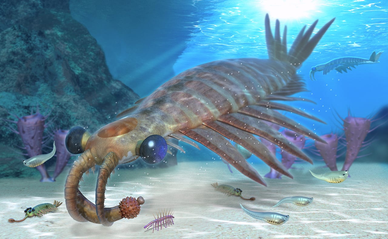 化石 澄江産 アノマロカリスの腕 博物館級 実物 値段交渉可能 化石 澄江産 アノマロカリスの腕 博物館級 実物 値段交渉可能