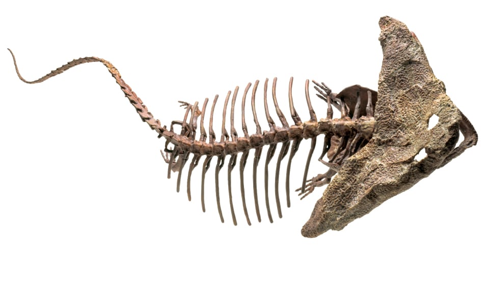 化石・イコール・姿形とは限らない!? 古生物復元の難しさ（ブルー