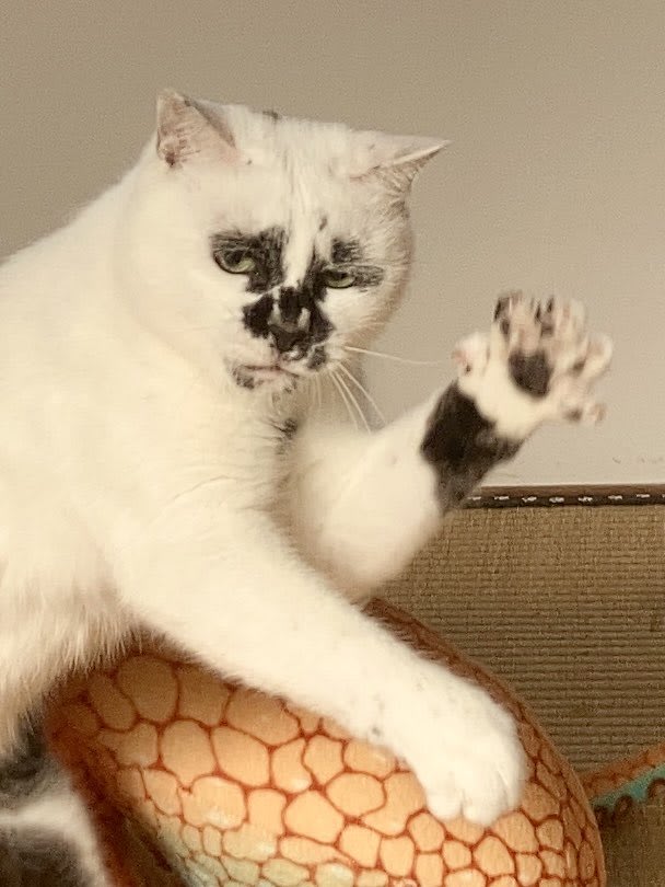 熱海の極超縁起猫!? おめでたい「猫に蛸」の写真に登場するのは