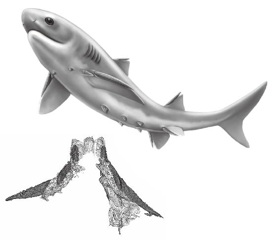800年前のサメの背骨の化石 800年前のサメの背骨の化石