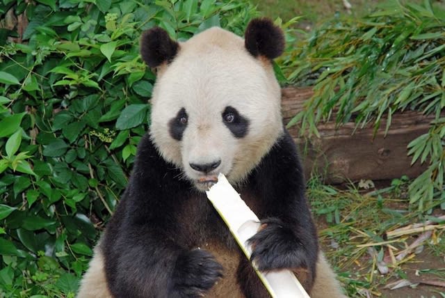 絶版　入手困難　未使用デッドストック　パンダ　 王子動物園　タンタンコウコウ GCVinlLbkAA6FGL.jpg:large